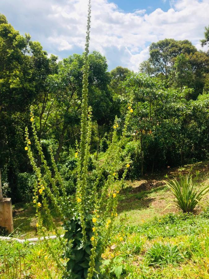 All Green * Monte Verde (Minas Gerais)